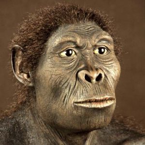 Image result for Homo habilis